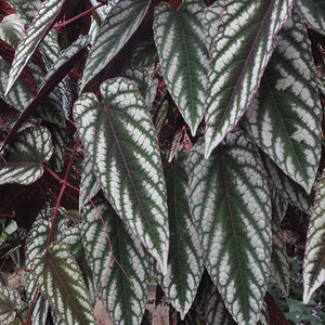 Vitaceae-Cissus-discolor-Rex Begonia Vine
