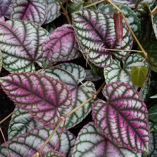 cissus succulent Cissus DISCOLOR (6in)
