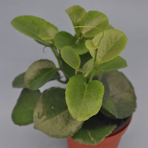 indoor plant small round leaves Cissus rotundifolia – Steve's Leaves