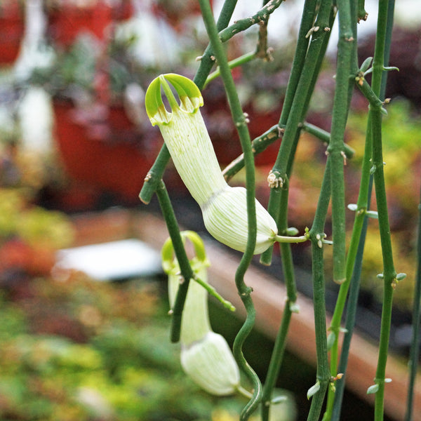 Ceropegia ampliata