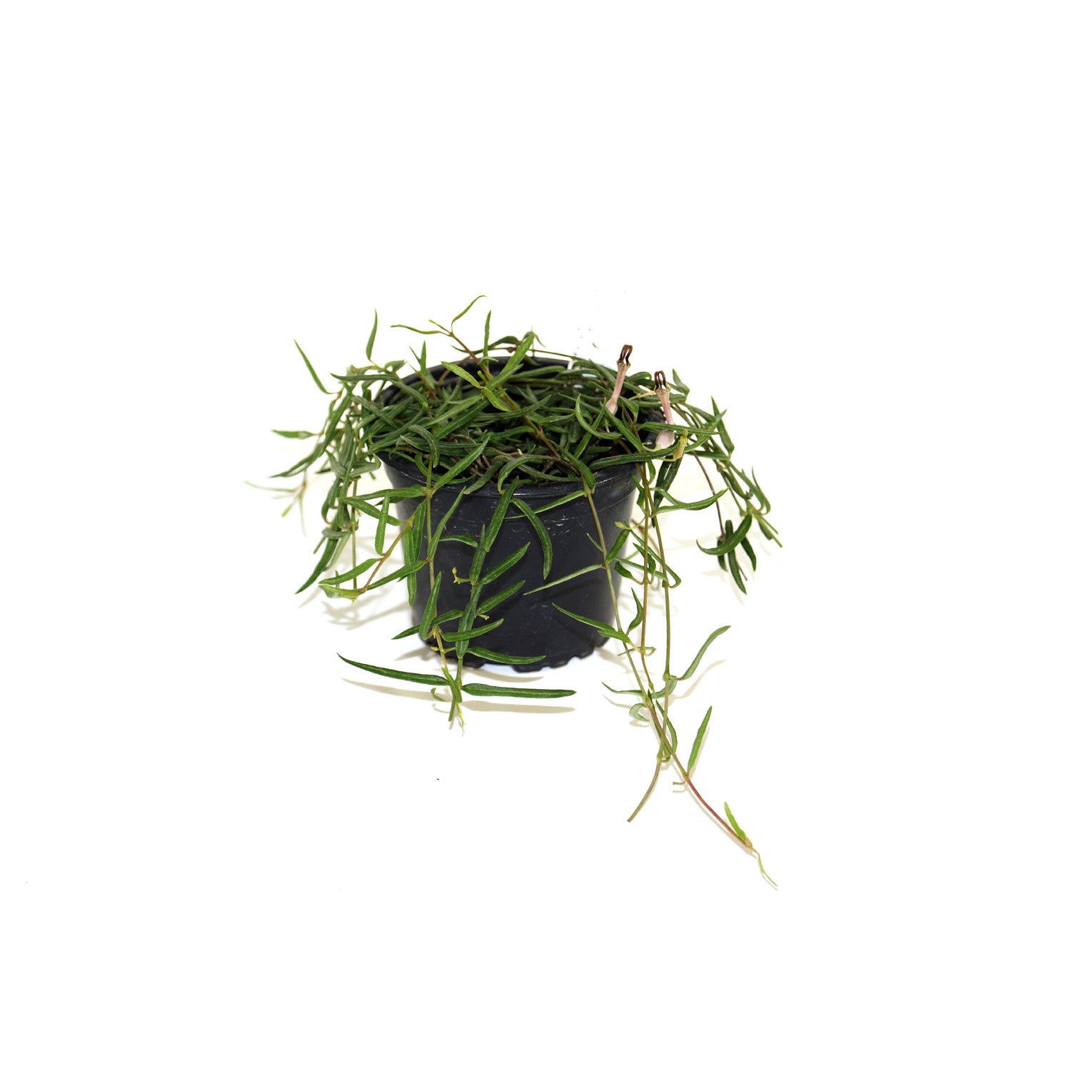 succulent with needle like leaves String of Needles Plant | Ceropegia Linearis