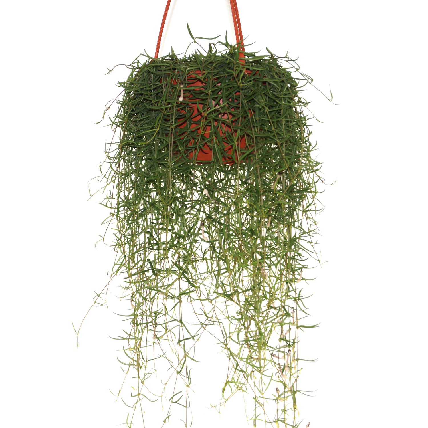 succulent with needle like leaves Ceropegia linearis "String of Needles"