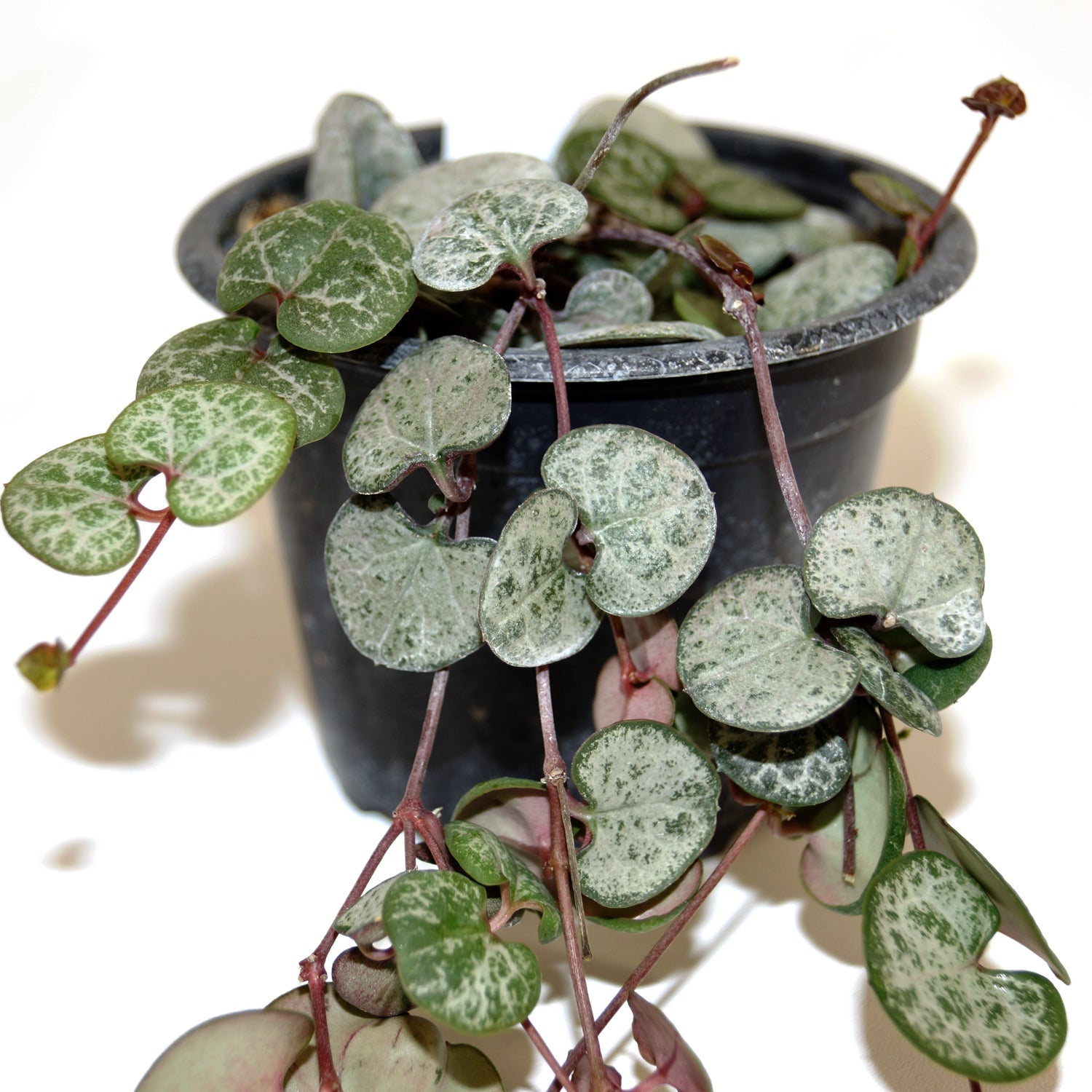 rosary succulent Ceropegia woodii 'Silver Glory' – Steve's Leaves
