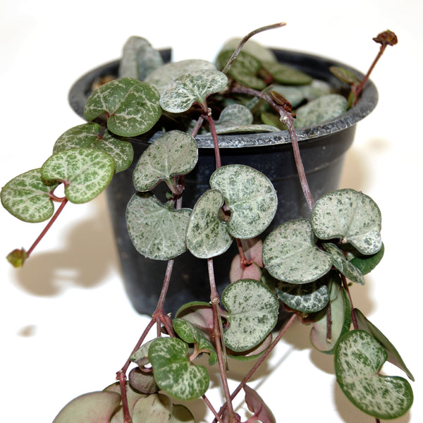 Ceropegia woodii 'Silver Glory' – Steve's Leaves