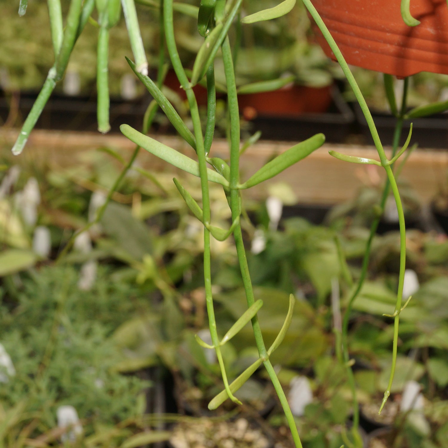helicopter plant succulent Dischidia Bengalensis | Helicopter Plant