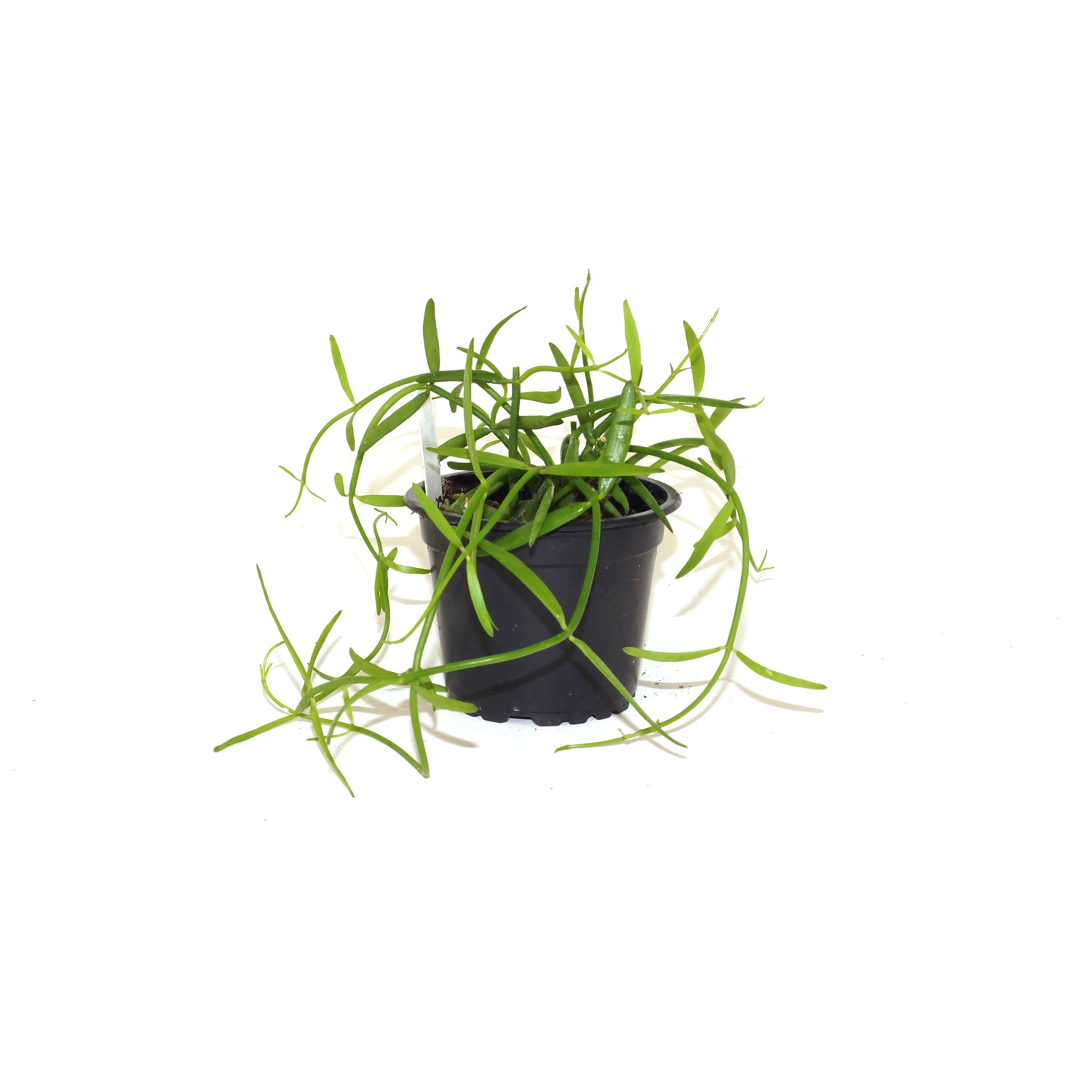 helicopter house plant Dischidia bengalensis