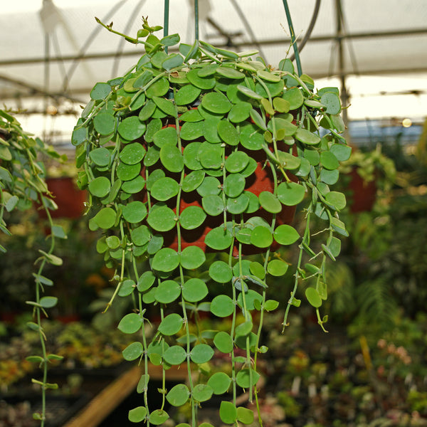 dischidia hanging plants Button Orchid Tropical Vine | Dischidia nummularia Plant