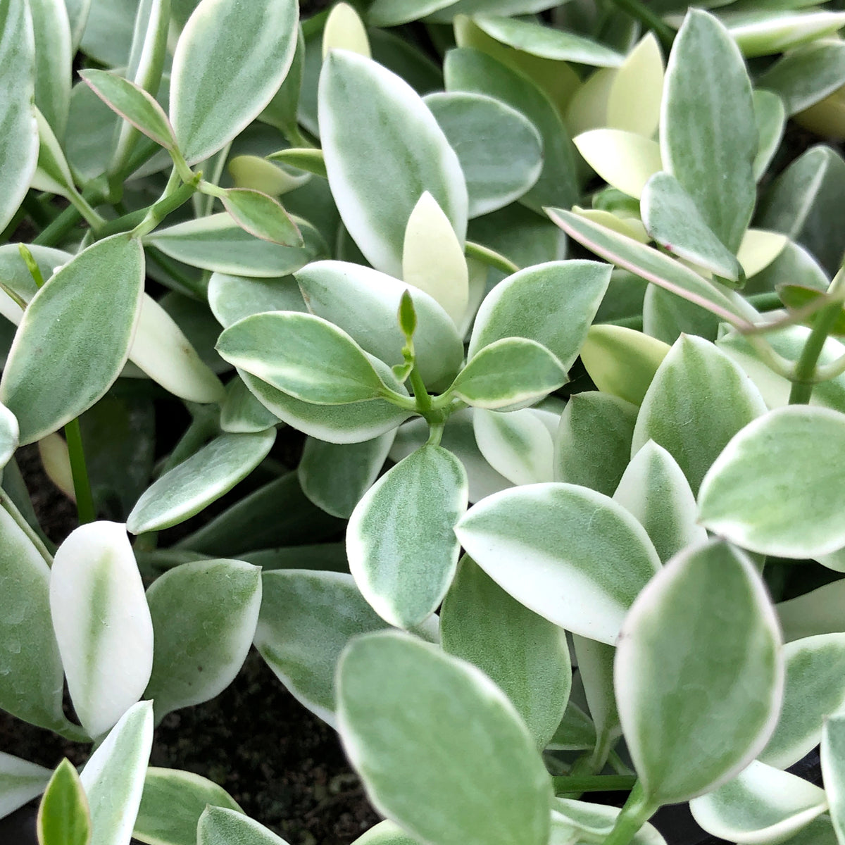 In Stock | Steve's Leaves Exotic Plants, Rare Tropical Plants & More ...