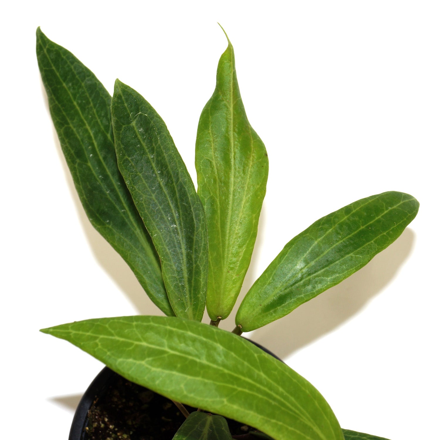 Hoya GPS 9076