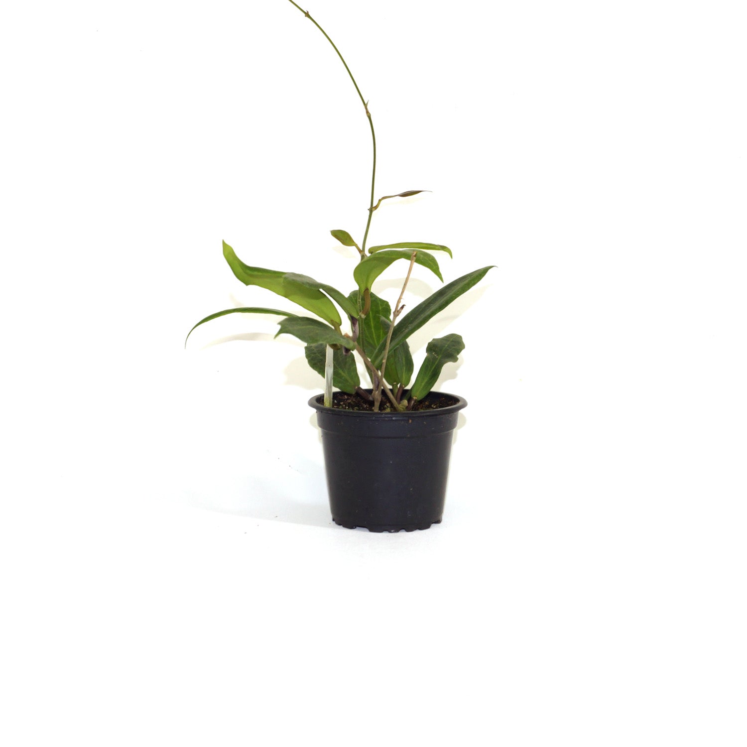 Hoya GPS 9076