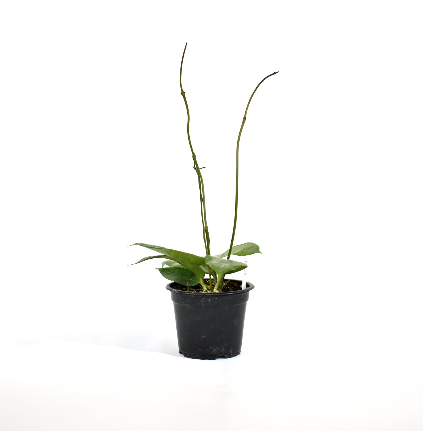 Hoya sp. UT-033