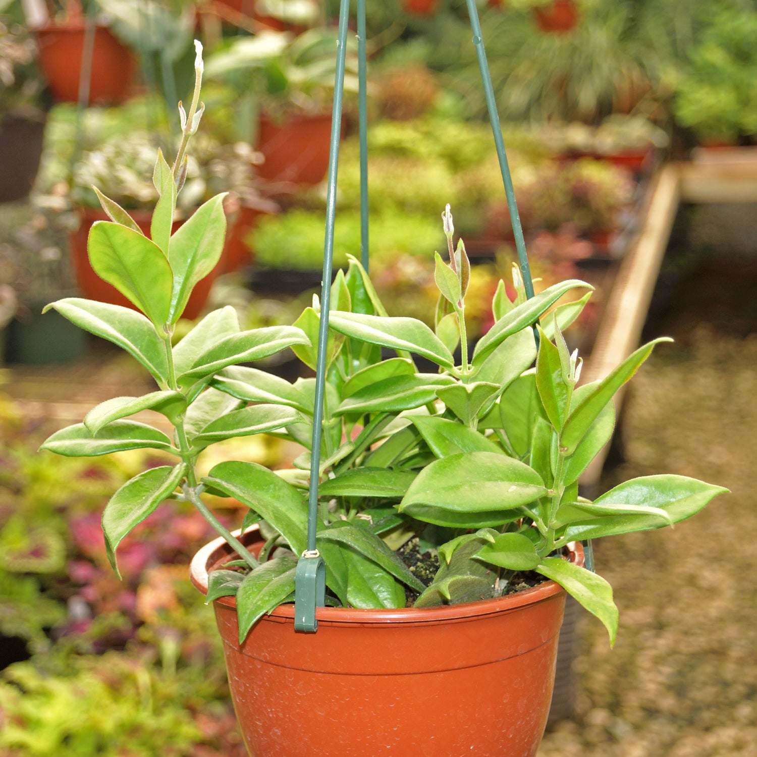 anthurium rupicola Hoya australis ssp. rupicola