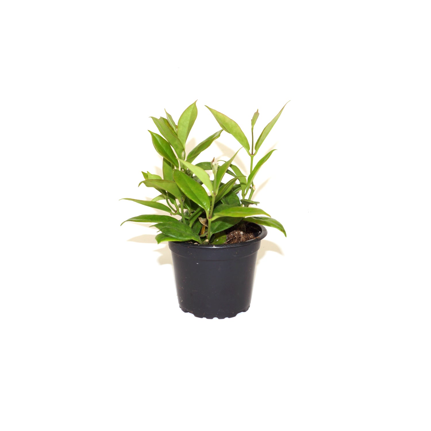 anthurium rupicola Hoya australis ssp. rupicola