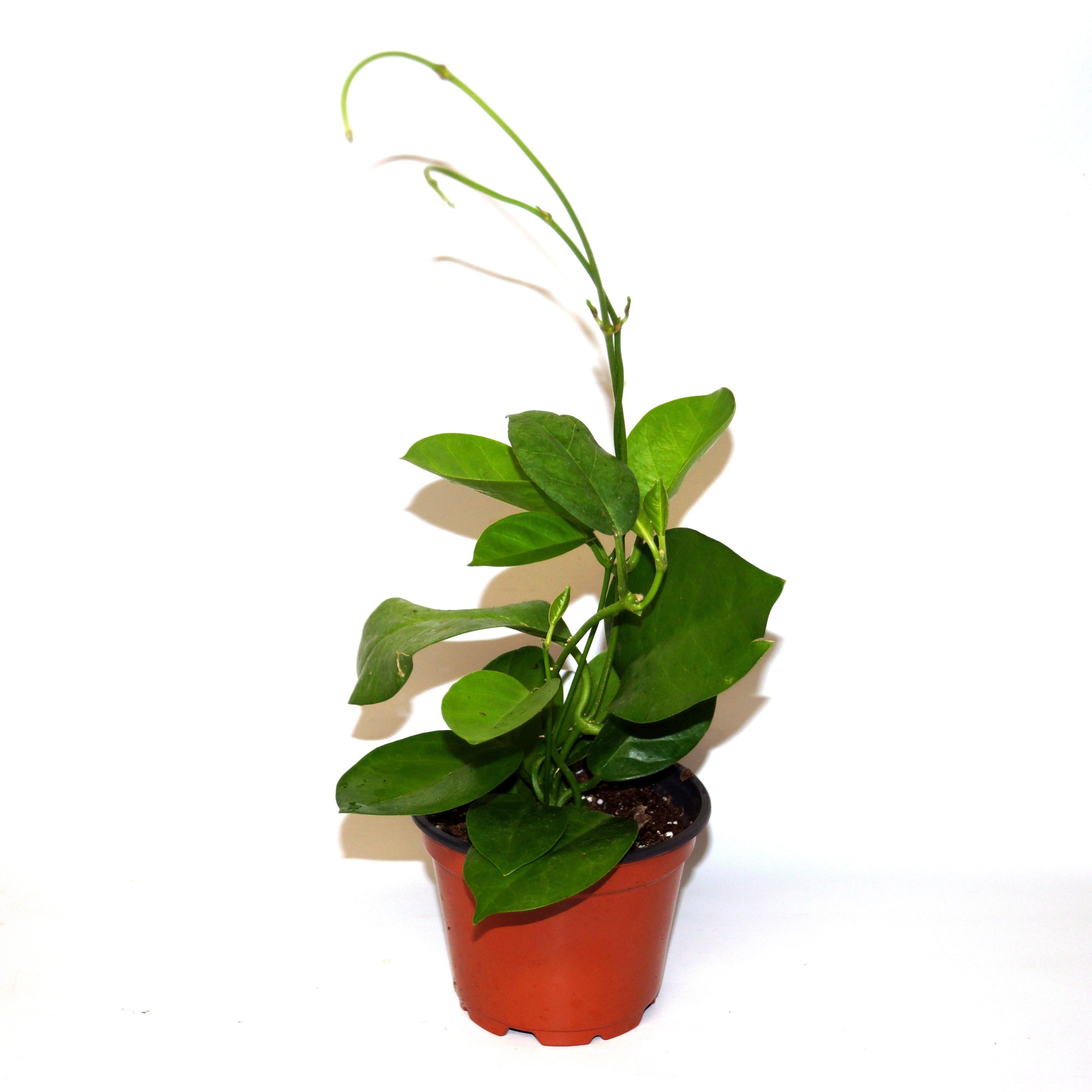 philodendron tenuipes Hoya australis ssp. tenuipes