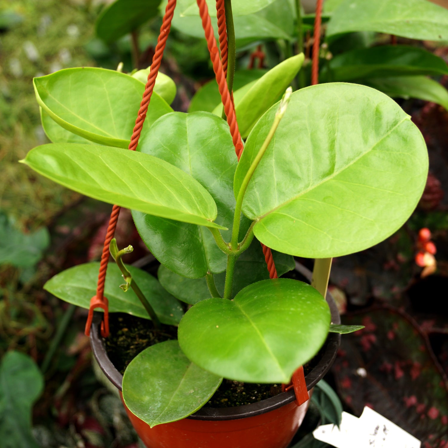philodendron tenuipes Hoya australis ssp. tenuipes