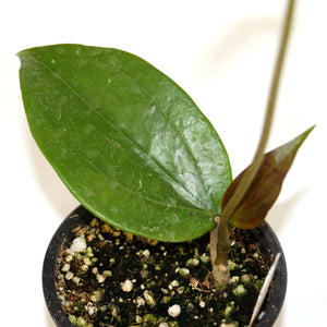 Hoya cinnamomifolia