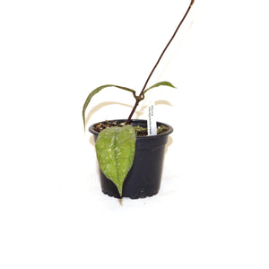 Hoya clemensiorum
