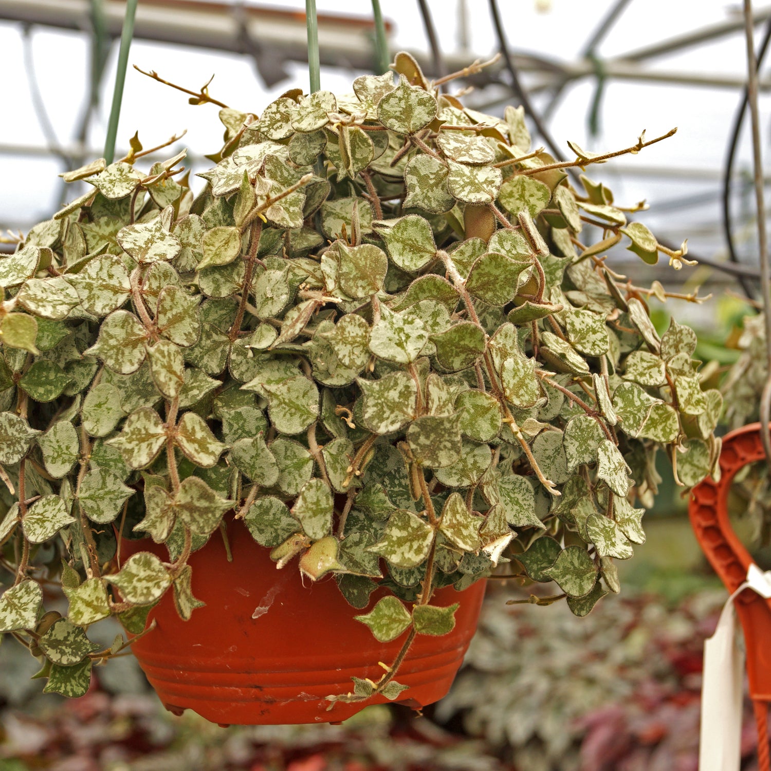 hoya hanging plant Hoya curtisii
