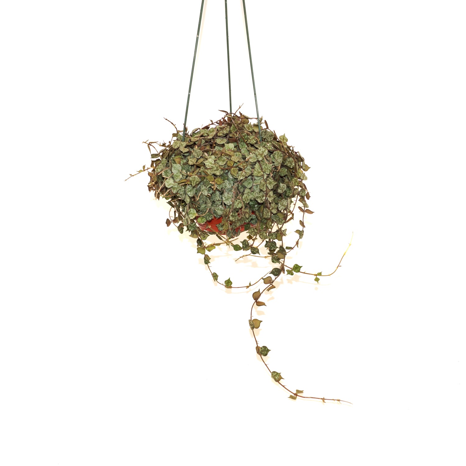 Hoya curtisii - 6" Hanging Basket