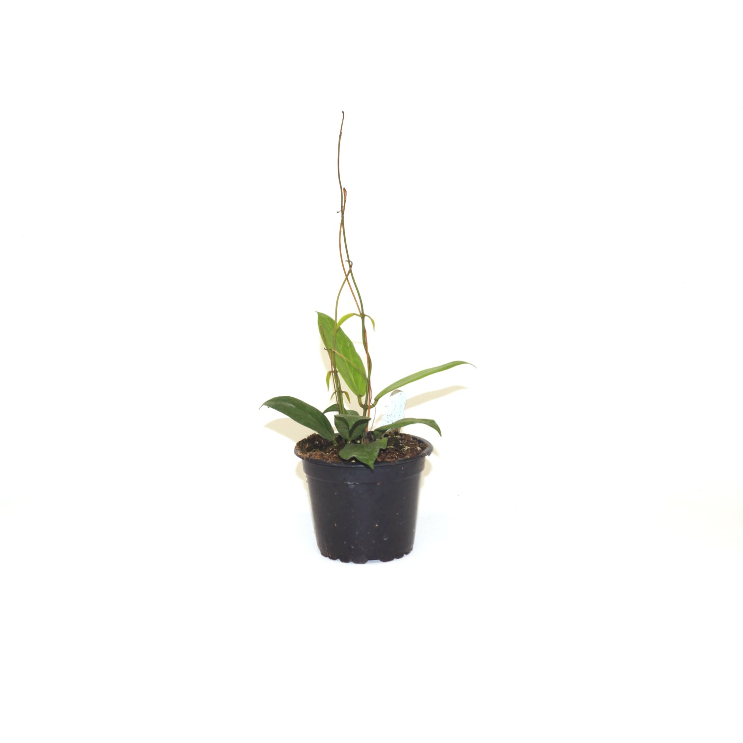 Hoya cutis-porcelana