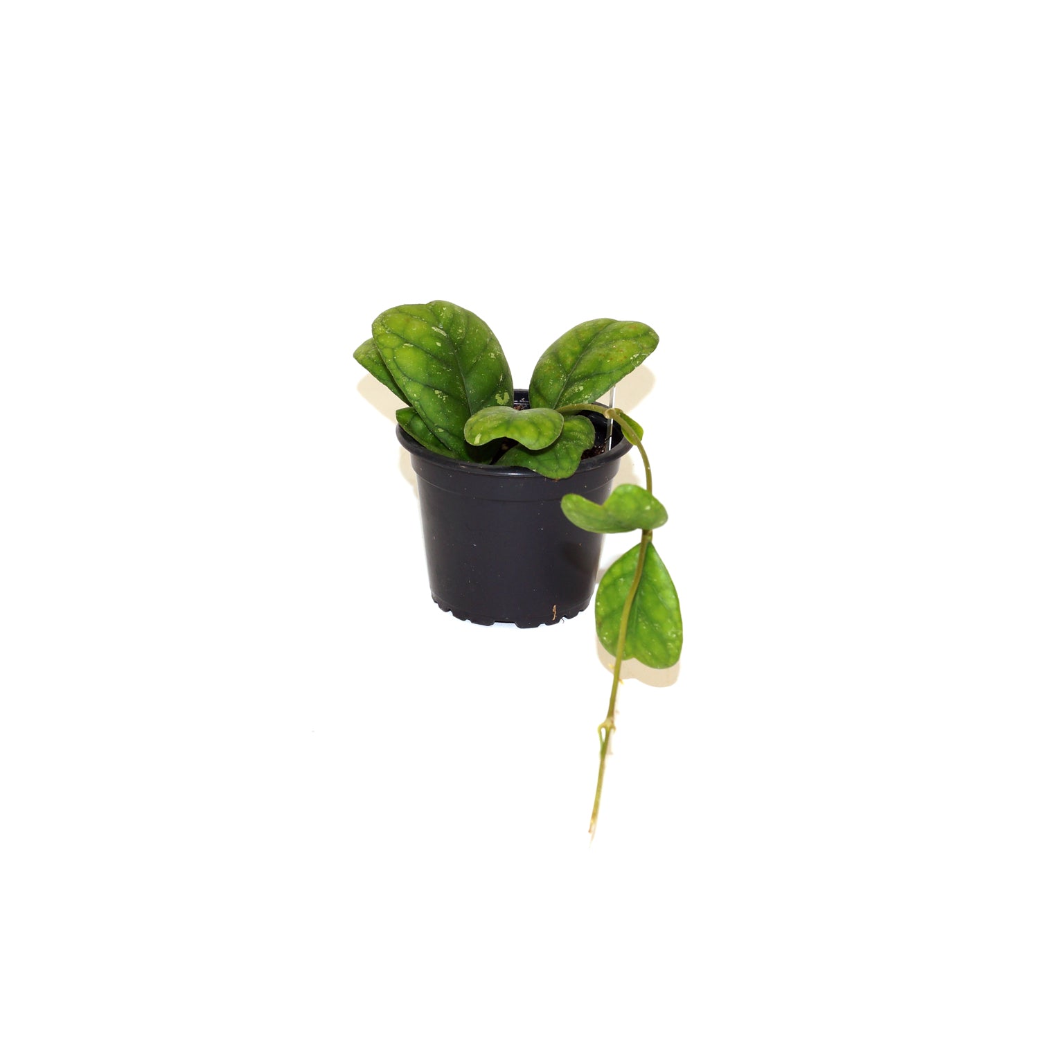 Hoya deykeae
