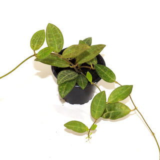 Hoya elliptica