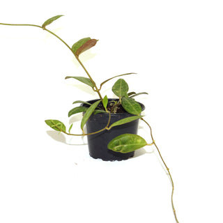 Hoya elliptica