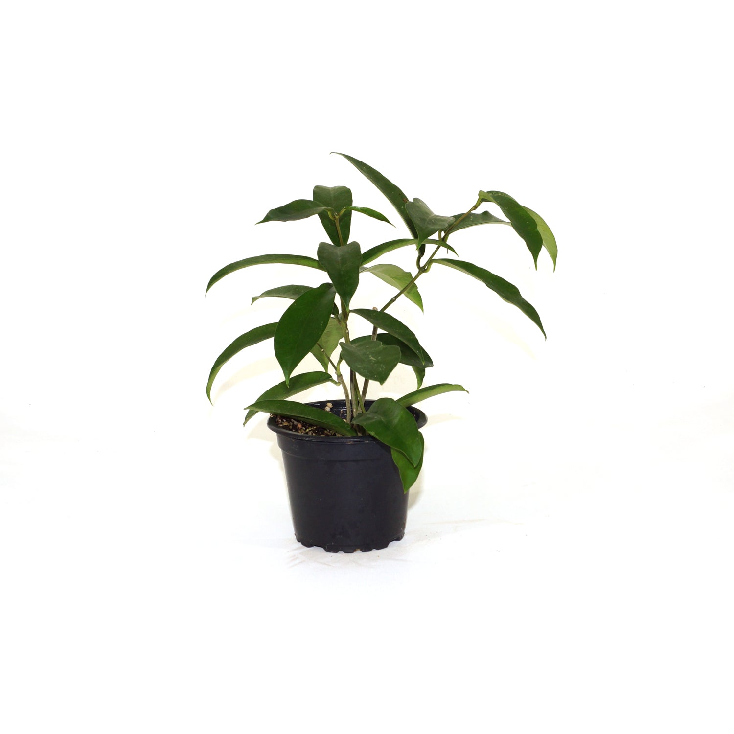 Hoya oblongacutifolia
