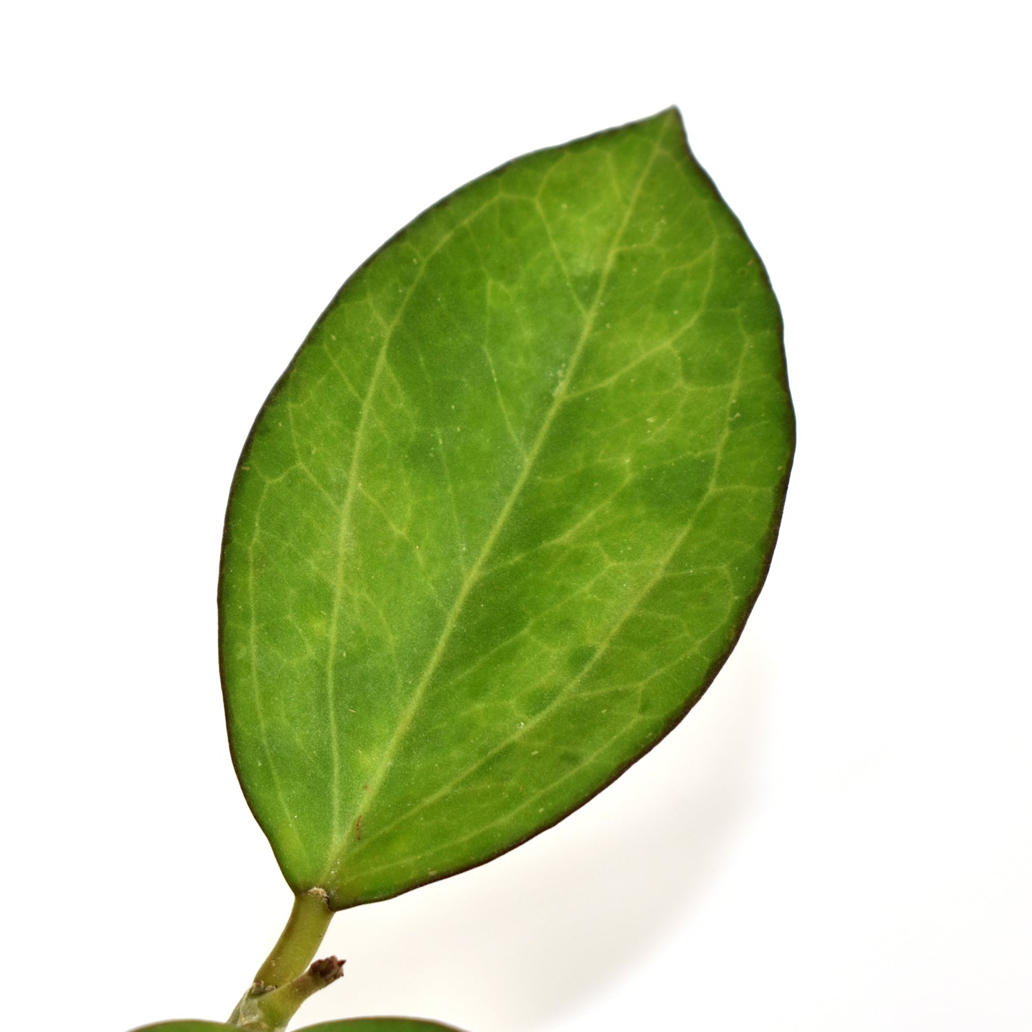 Hoya patcharawalai 023 (icensis)