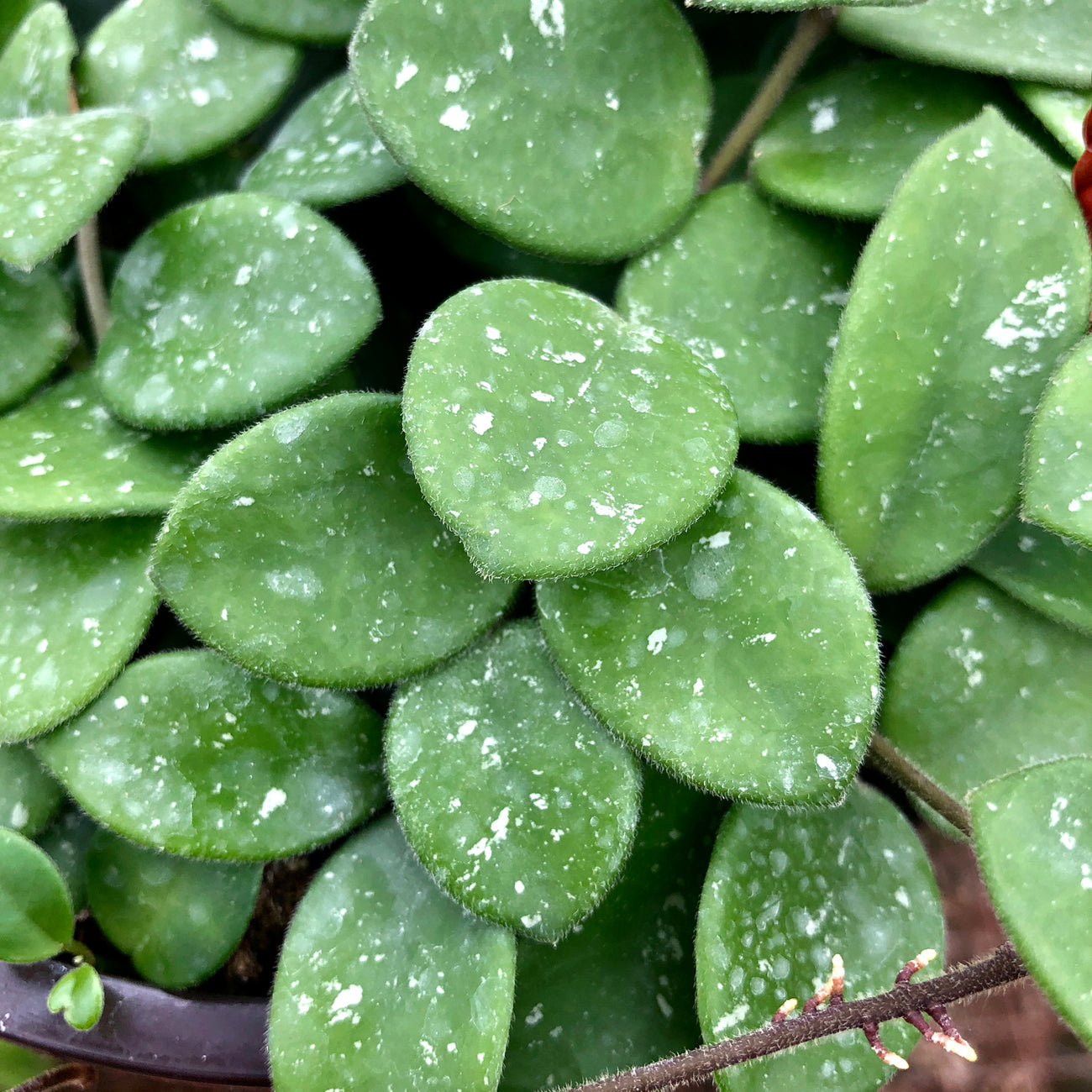 Hoya Mathilde | Silver Splashed Leaves & Fragrant Flowers | Steve's Leaves