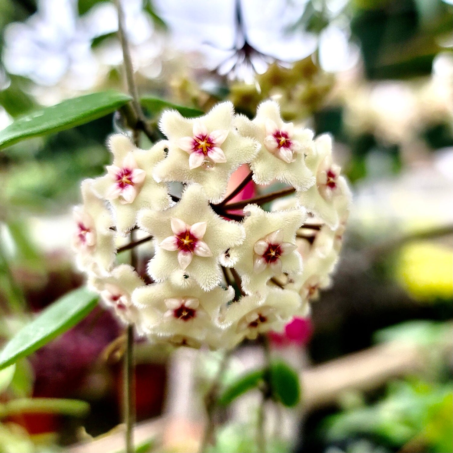 Hoya Mathilde | Silver Splashed Leaves & Fragrant Flowers | Steve's Leaves