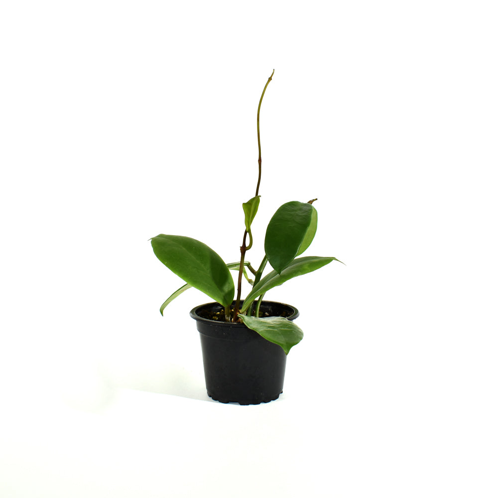 Hoya meliflua ssp. fraterna