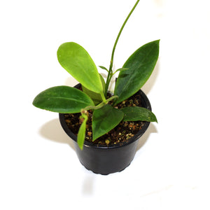 Hoya mindorensis (Yellow Flower)