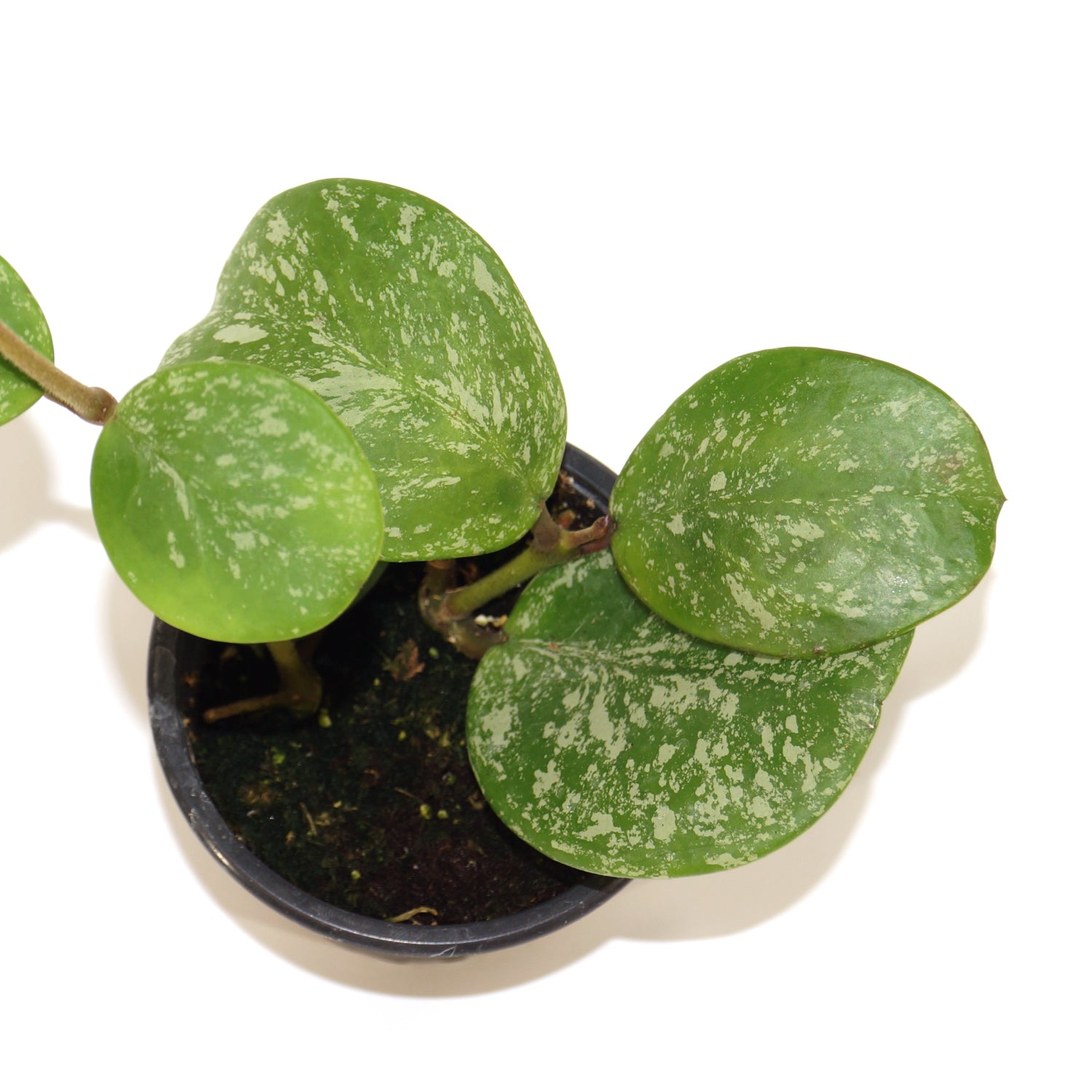 Hoya Obovata Splash | Silver-Splashed Variegated Hoya | Steve's Leaves
