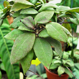 Hoya ovalifolia