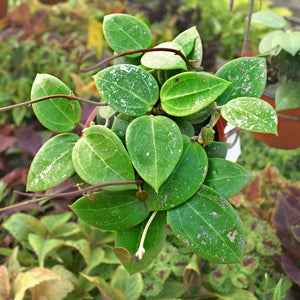 Hoya parasitica "Splash"