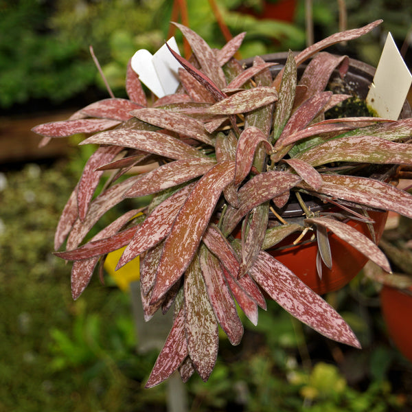 Hoya Sigillatis | Trailing Hoya w/ Silver-Patterned Foliage