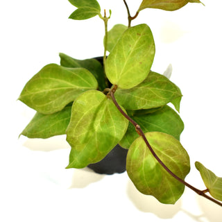 Hoya surigaoensis