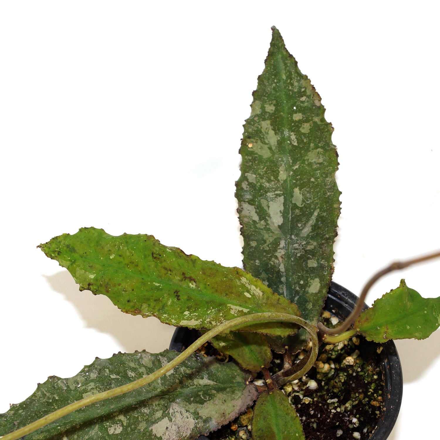 philodendron undulata Hoya undulata – Steve's Leaves