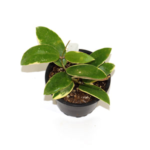 Hoya verticillata albo-marginata