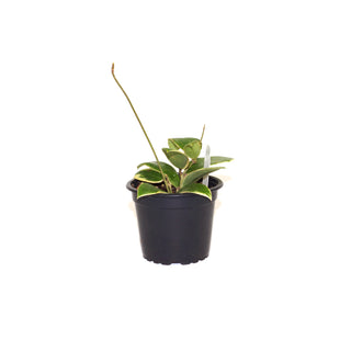 Hoya verticillata albo-marginata