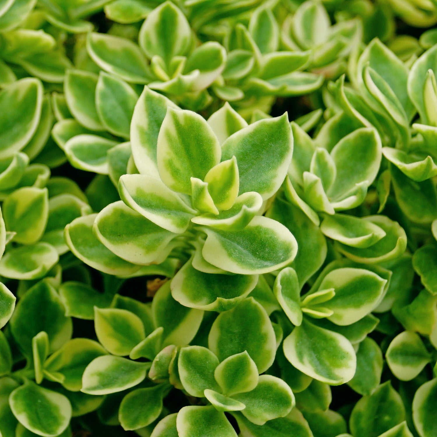 aptenia succulent Aptenia cordifolia var. variegata