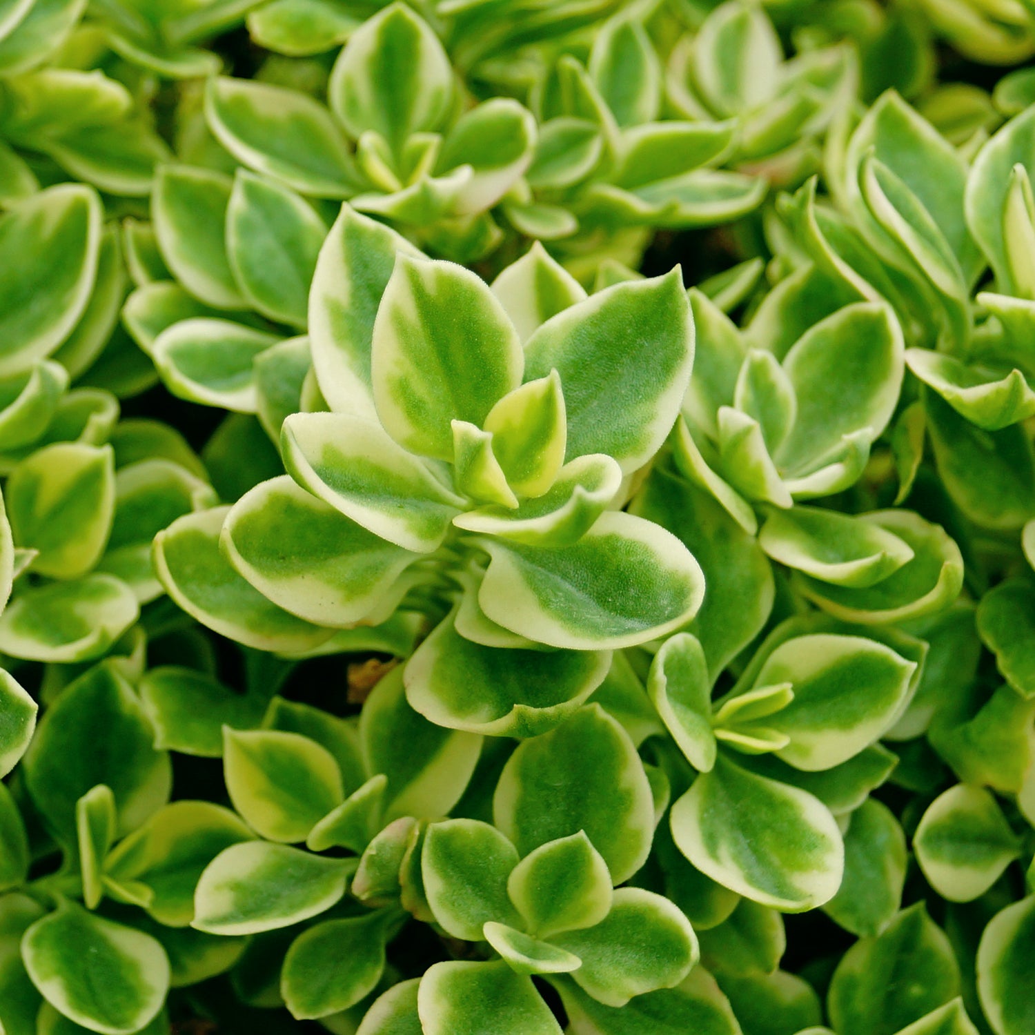 Aptenia cordifolia var. variegata