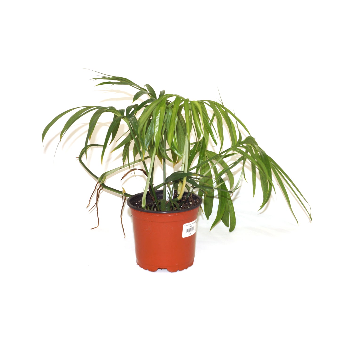 anthurium zippelianum Amydrium zippelianum