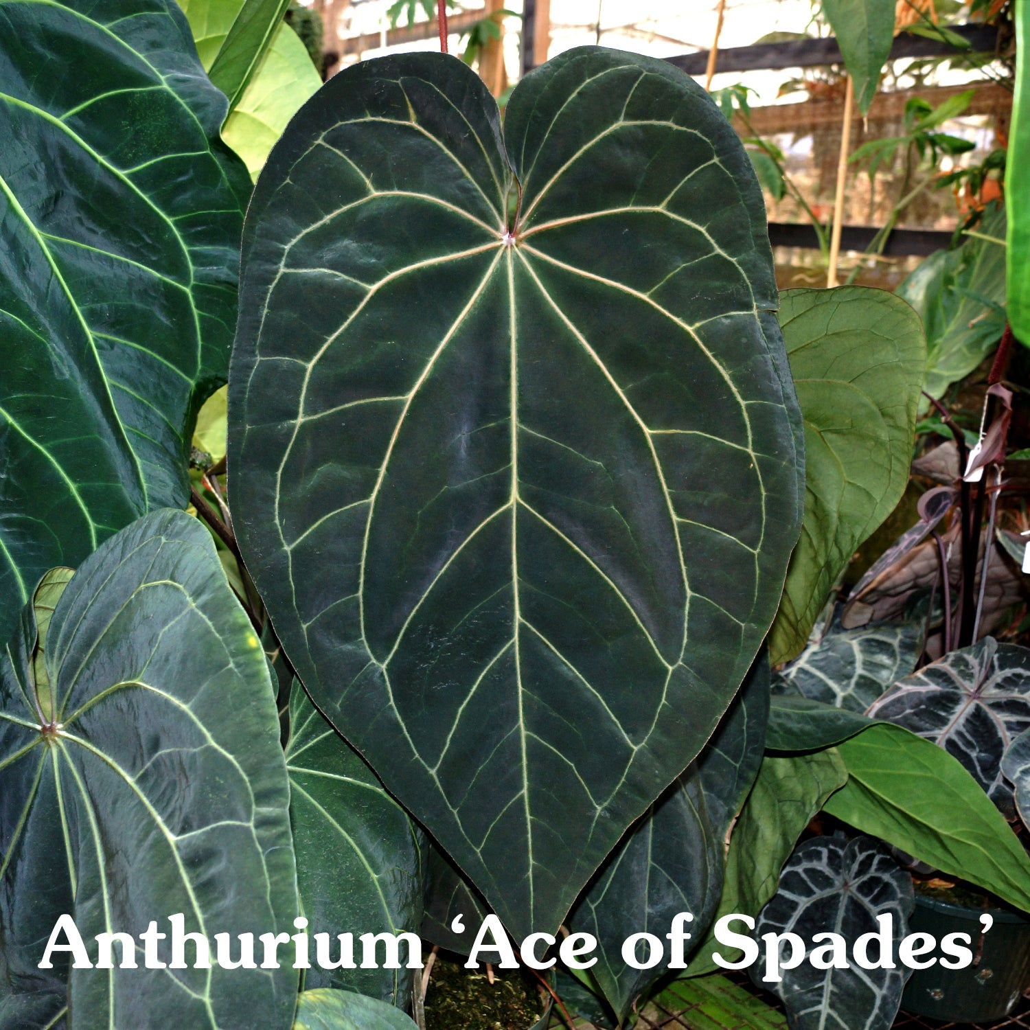 Anthurium crystallinum x 'Ace of Spades'