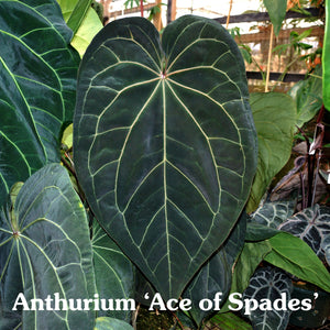 Anthurium forgetii x 'Ace of Spades'