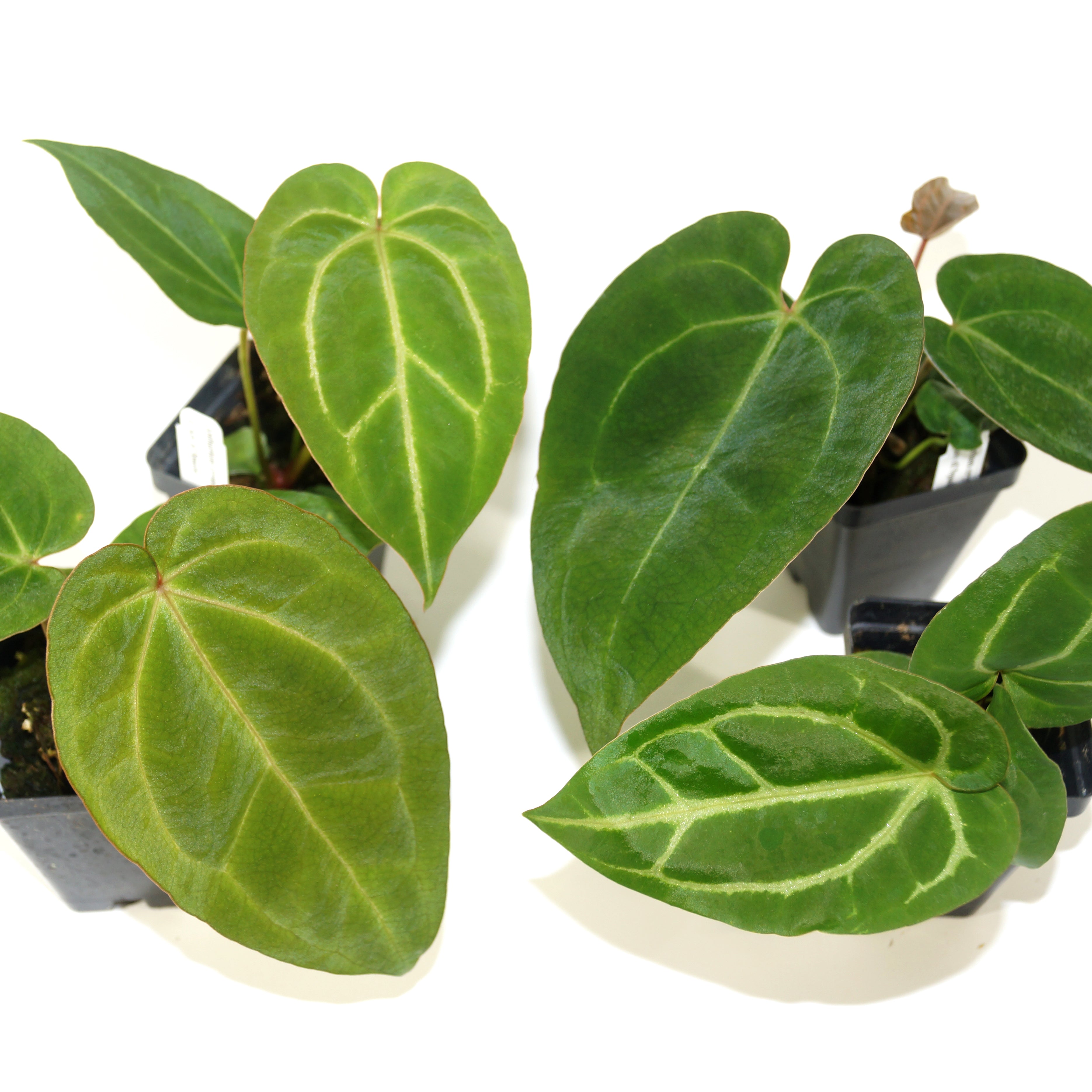 anthurium crystallinum ace of spades Anthurium crystallinum x 'Ace of Spades'