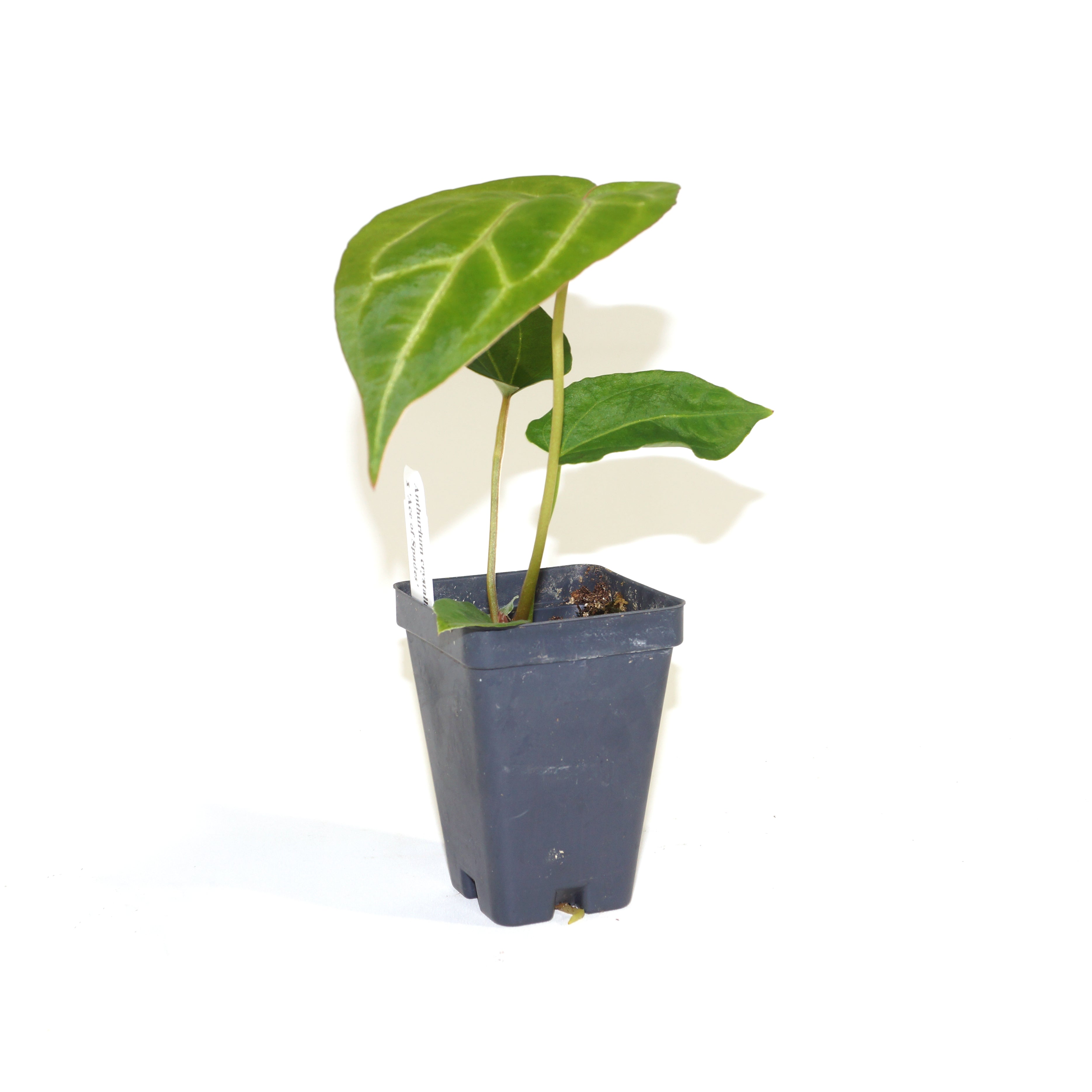 anthurium crystallinum ace of spades Anthurium crystallinum x 'Ace of Spades'