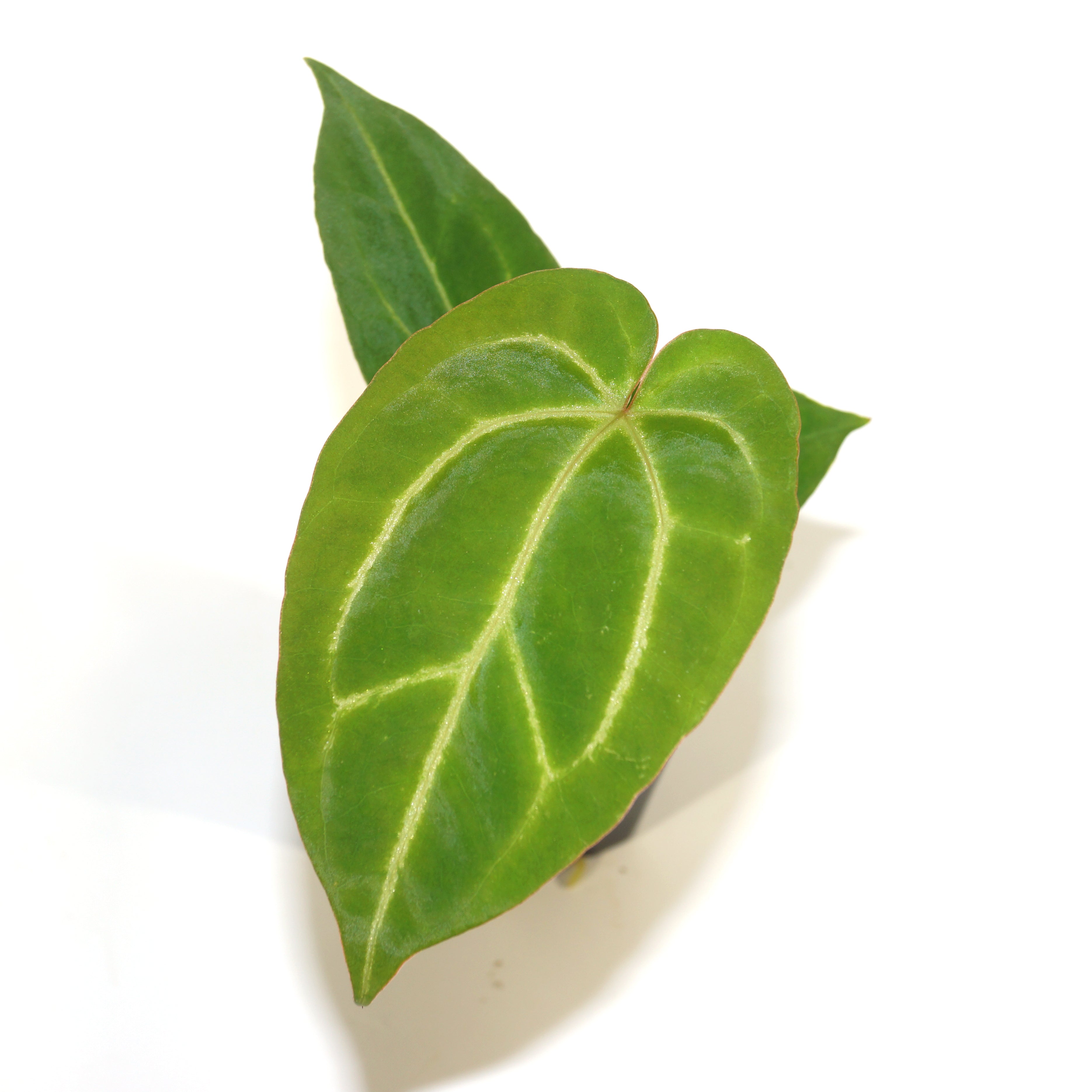 anthurium crystallinum ace of spades Anthurium crystallinum x 'Ace of Spades'