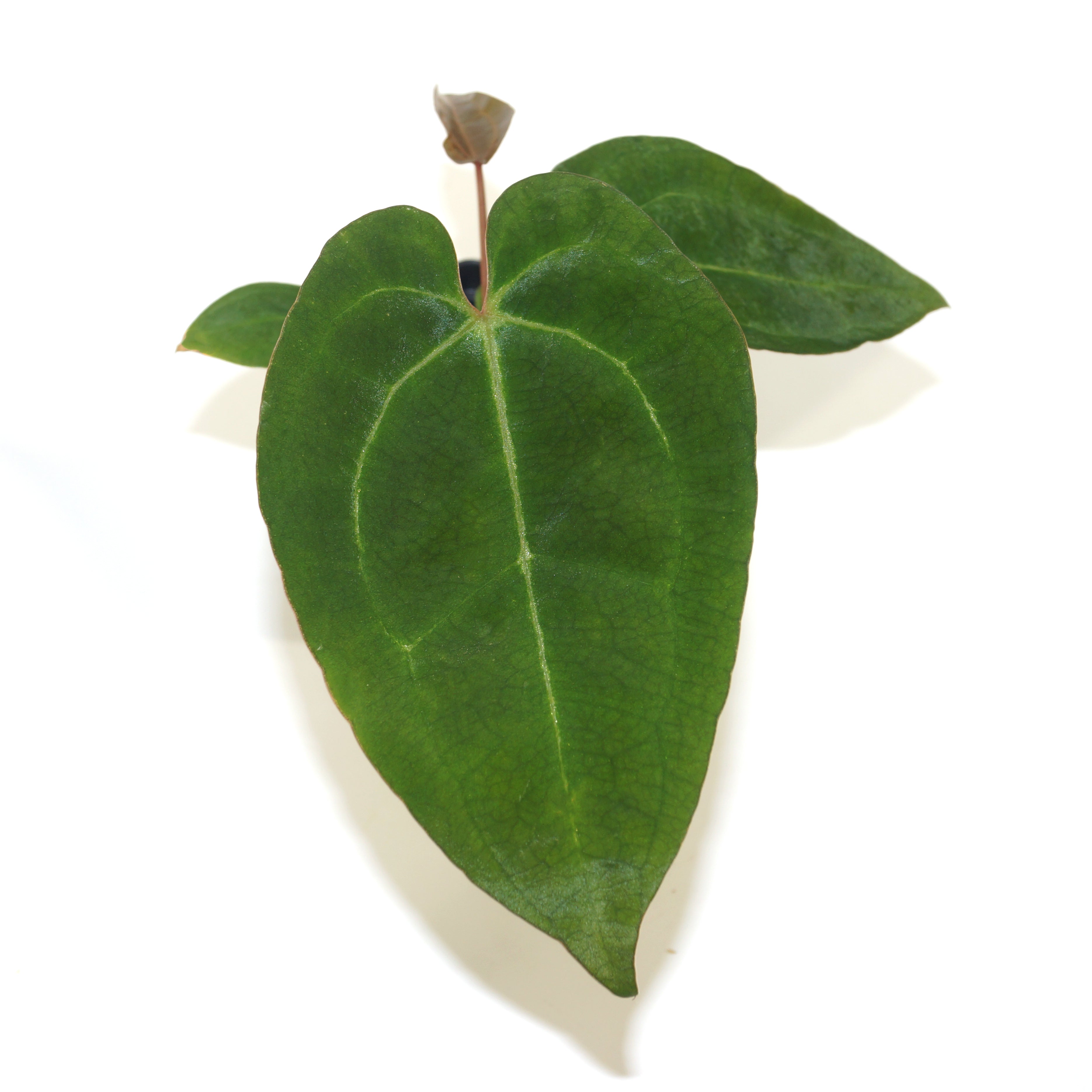 anthurium crystallinum ace of spades Anthurium crystallinum x 'Ace of Spades'